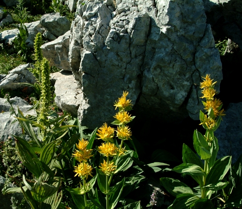 Gentiana lutea / Genziana maggiore & Veratrum album
